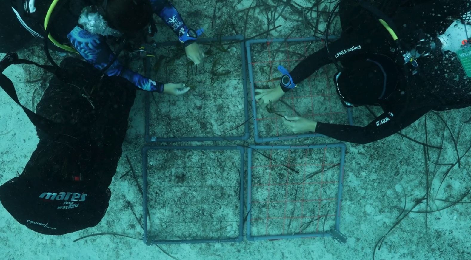 Buceadores marcando parcelas cuadradas sobre el fondo marino para replantar posidonia